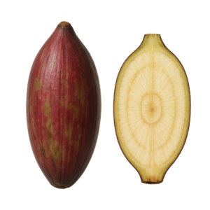 Plantan (Banan Warzywny)