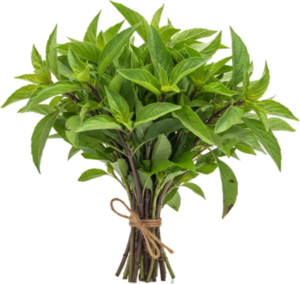 Bazylia Tajska (100g)