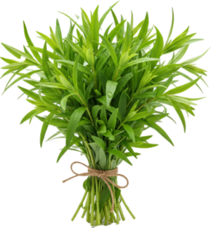 Estragon Świeży (100g)