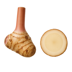 Galangal (Imbir Tajski)