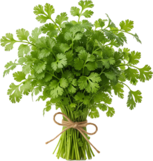 Kolendra Świeża (100g)