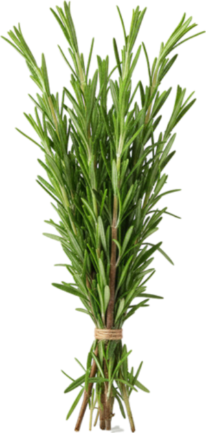 Rozmaryn Świeży (100g)