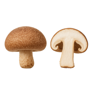 Shiitake (Twardnik Japoński)