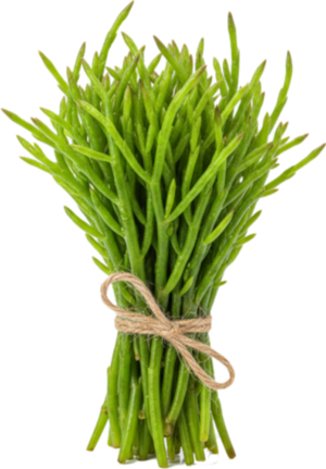 Soliród (Szparag Morski)