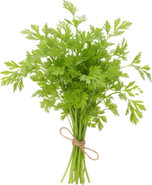 Trybula Świeża (100g)